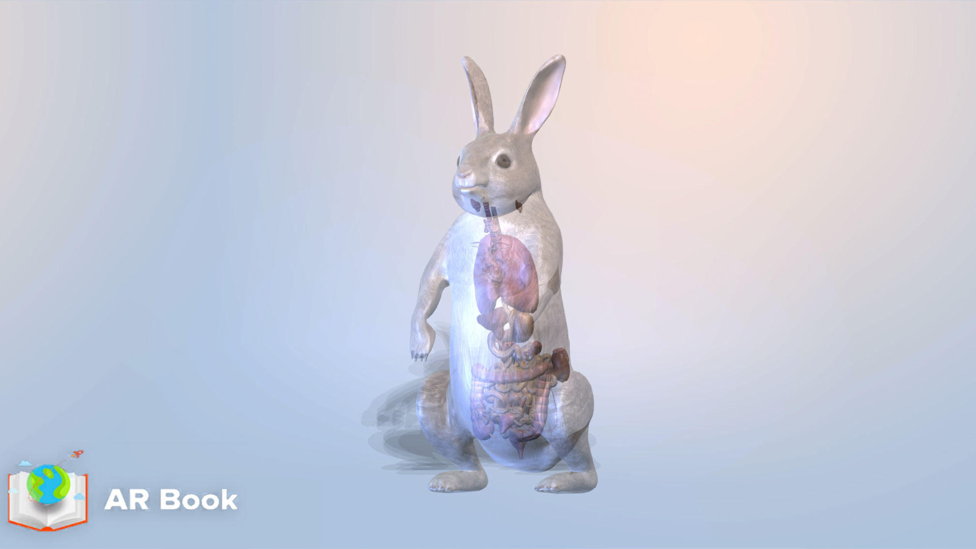 Rabbit internal anatomy AR/3D | Science | Grade 7